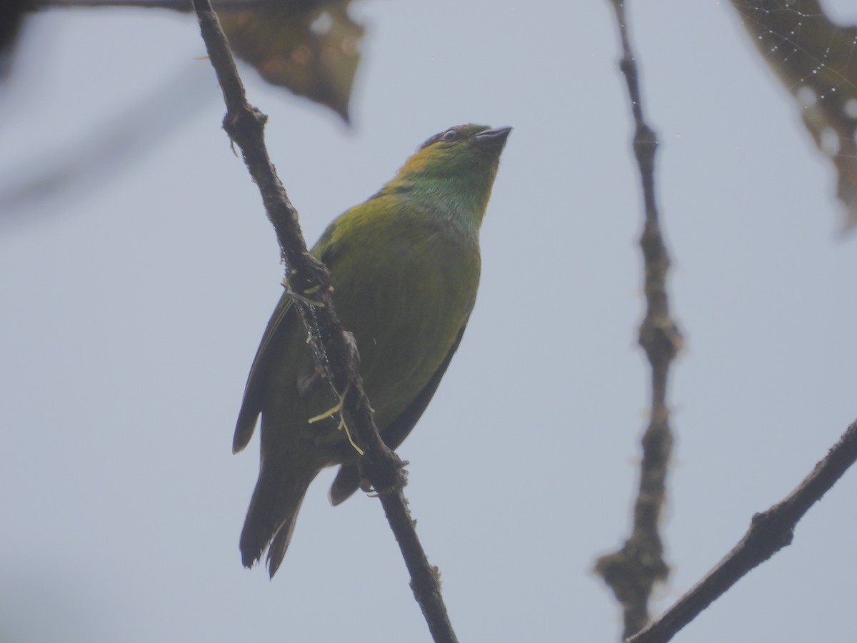 Chestnut-breasted Chlorophonia - ML621869675