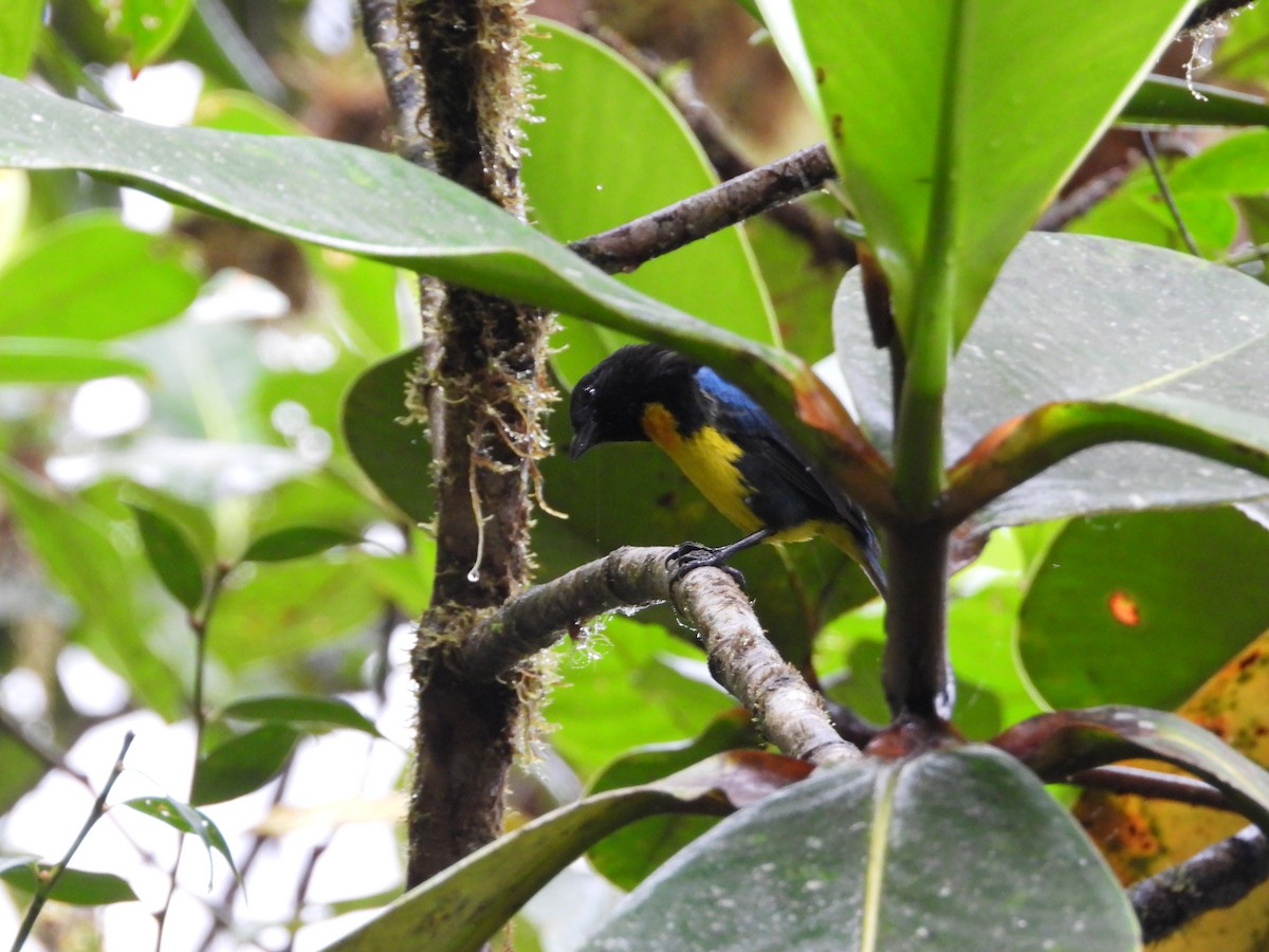 Black-and-gold Tanager - ML621869677