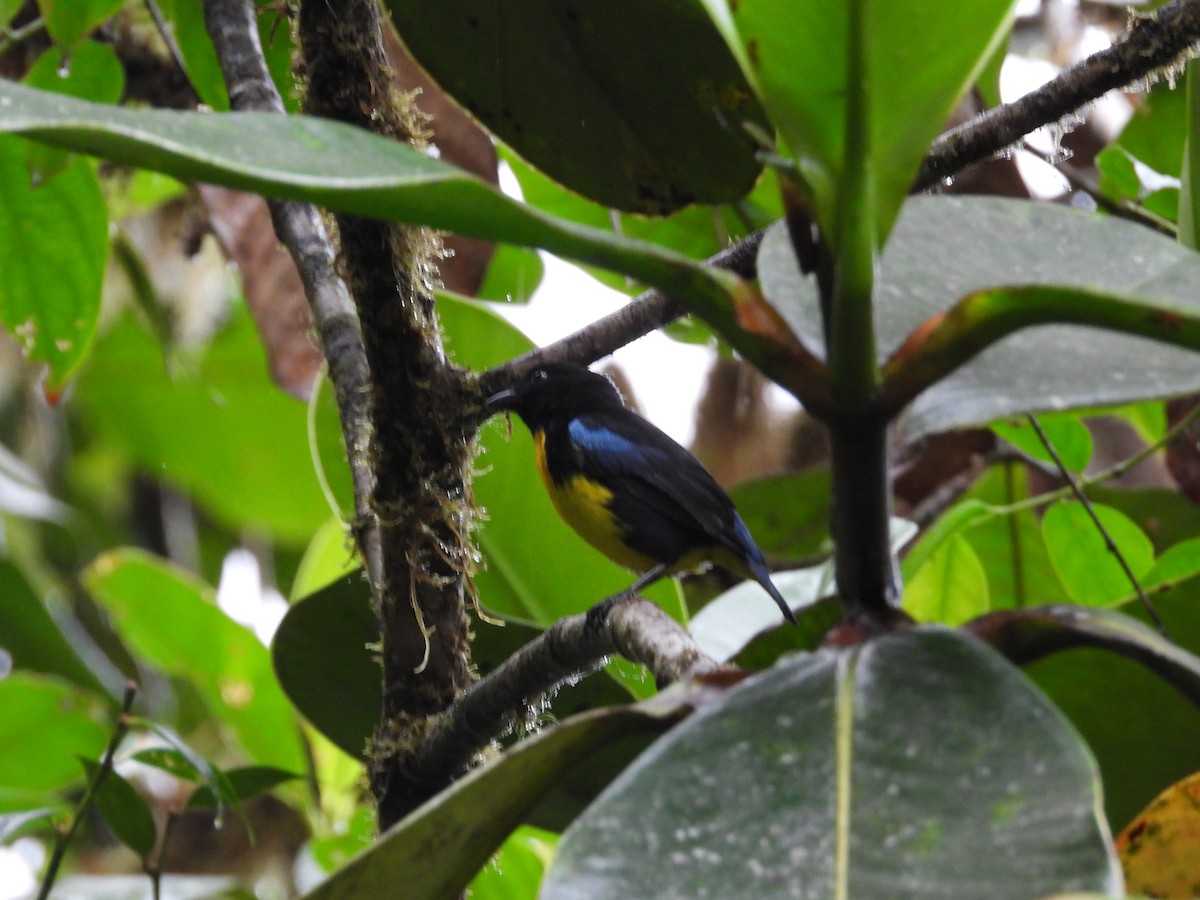 Black-and-gold Tanager - ML621869683