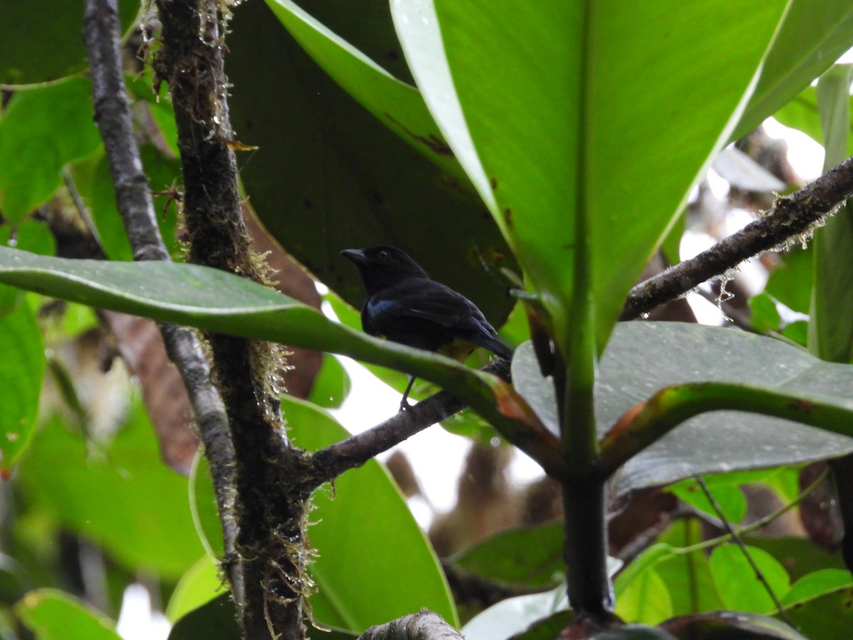 Black-and-gold Tanager - ML621869684