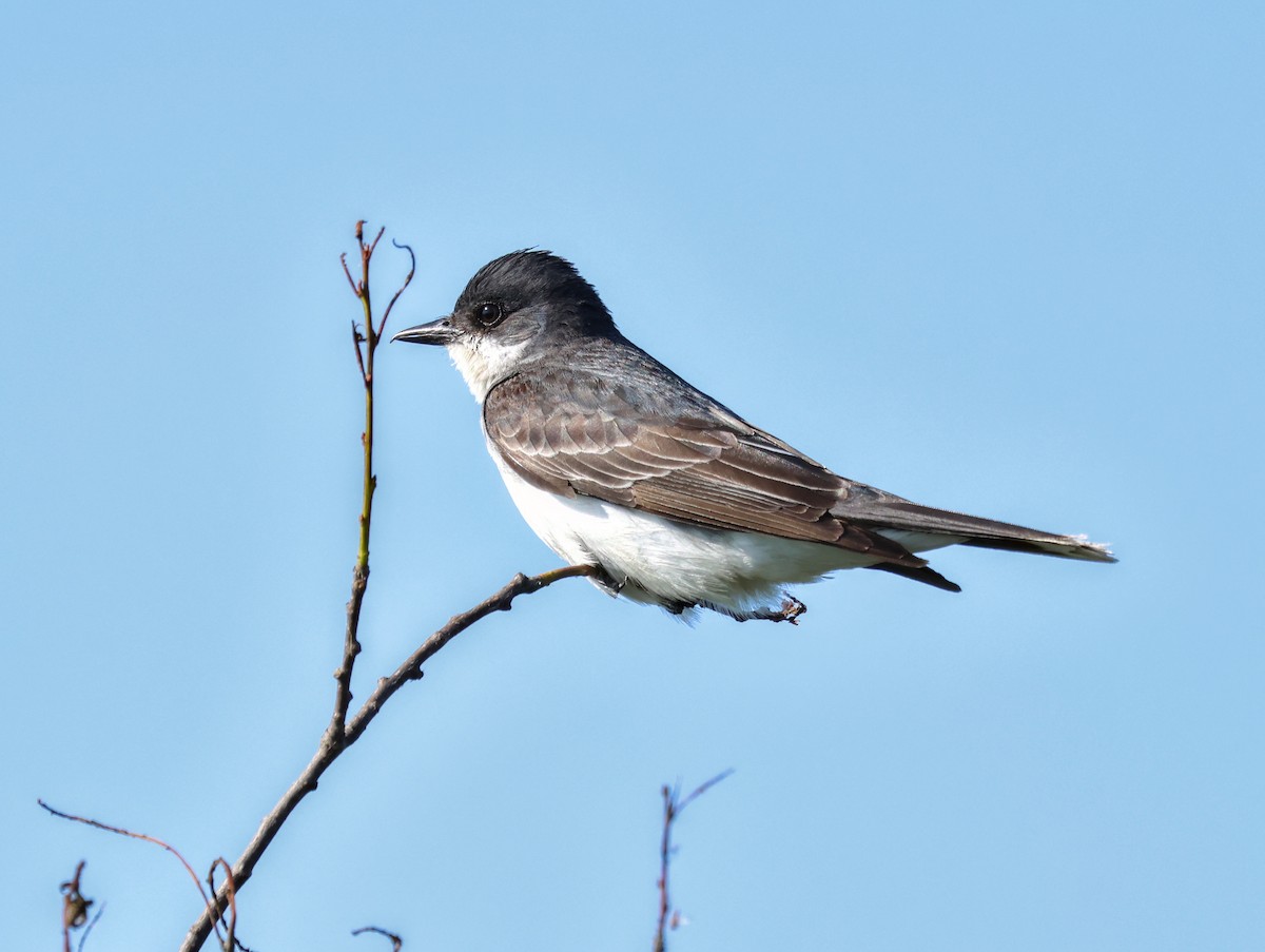 Eastern Kingbird - ML621869688