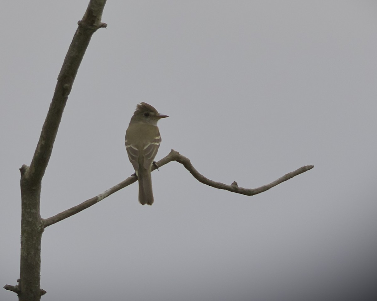 Willow Flycatcher - ML621869691