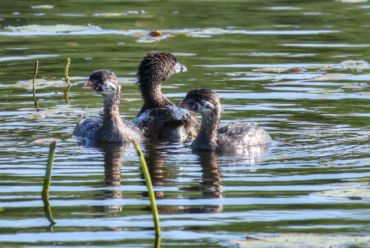 Pied-billed Grebe - ML621869693