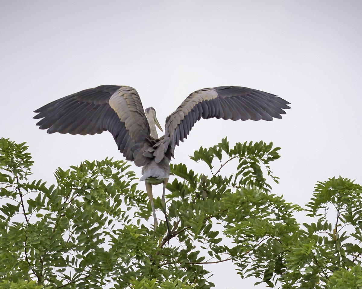 Great Blue Heron - ML621869694