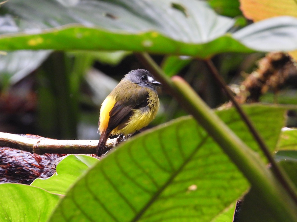 Ornate Flycatcher (Western) - ML621869695