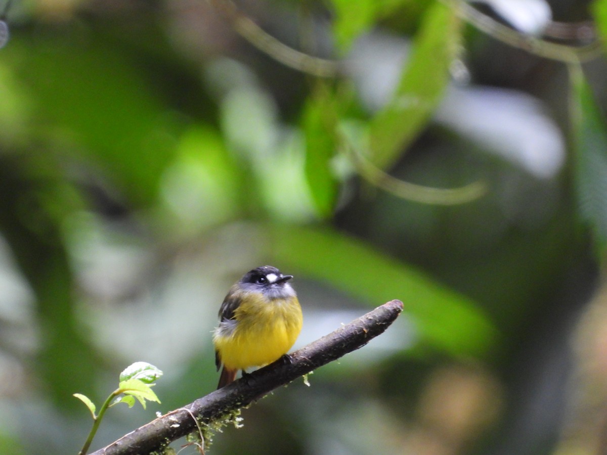 Ornate Flycatcher (Western) - ML621869697