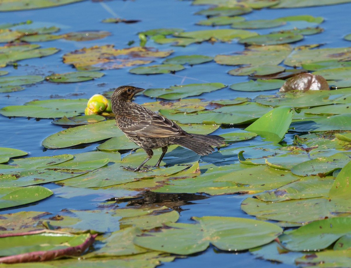 Red-winged Blackbird - ML621869698