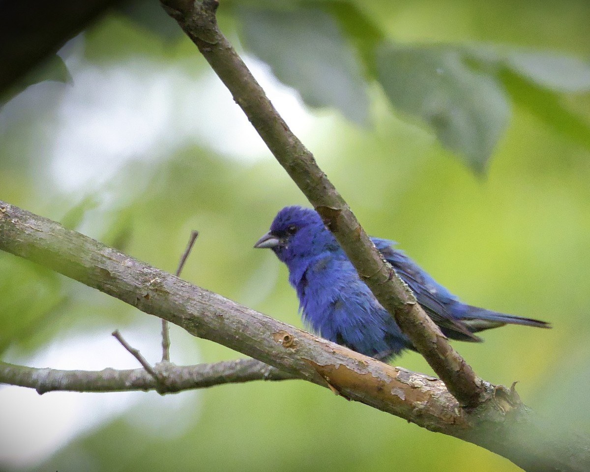 Indigo Bunting - ML621869704