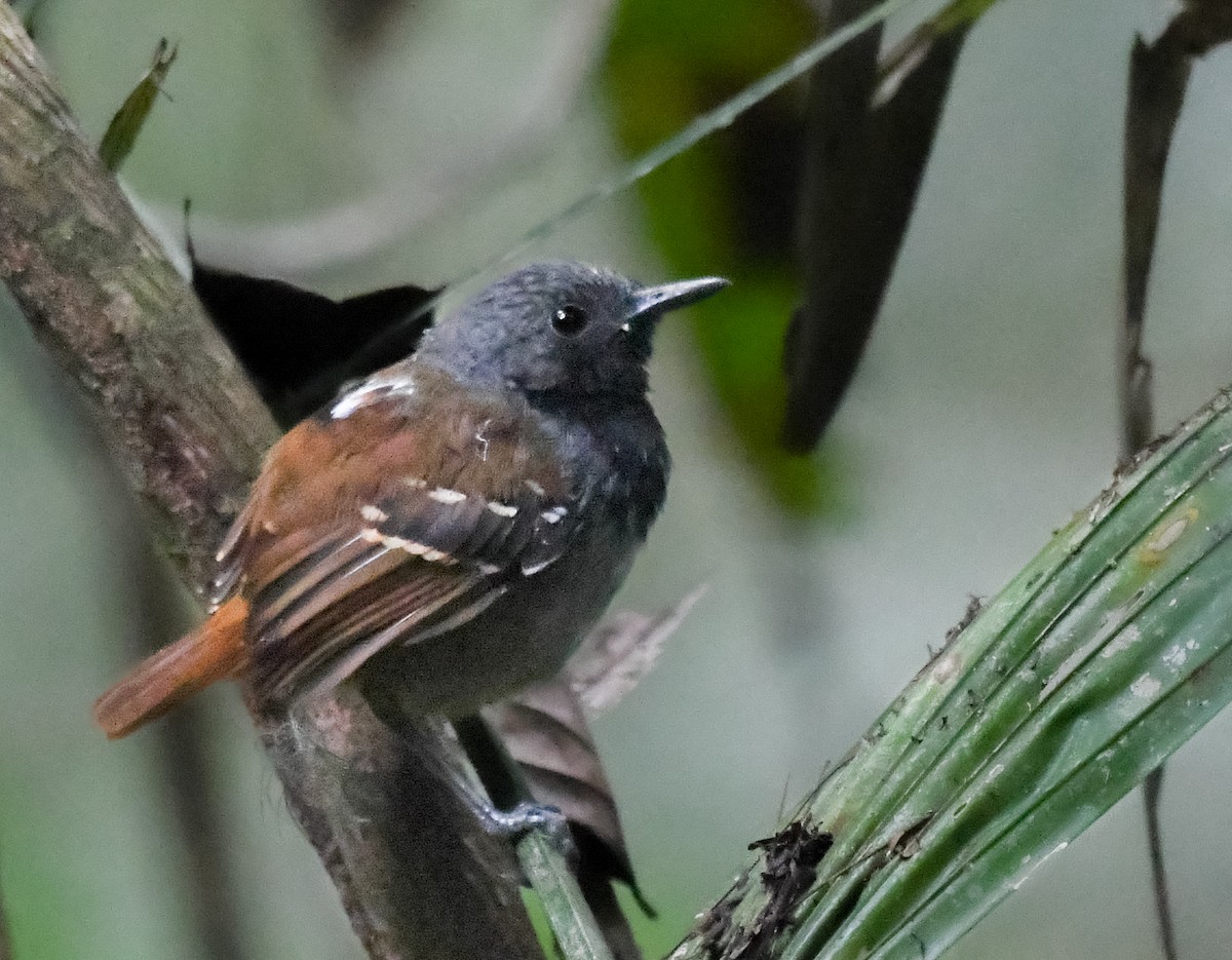 Chestnut-tailed Antbird - ML621869705