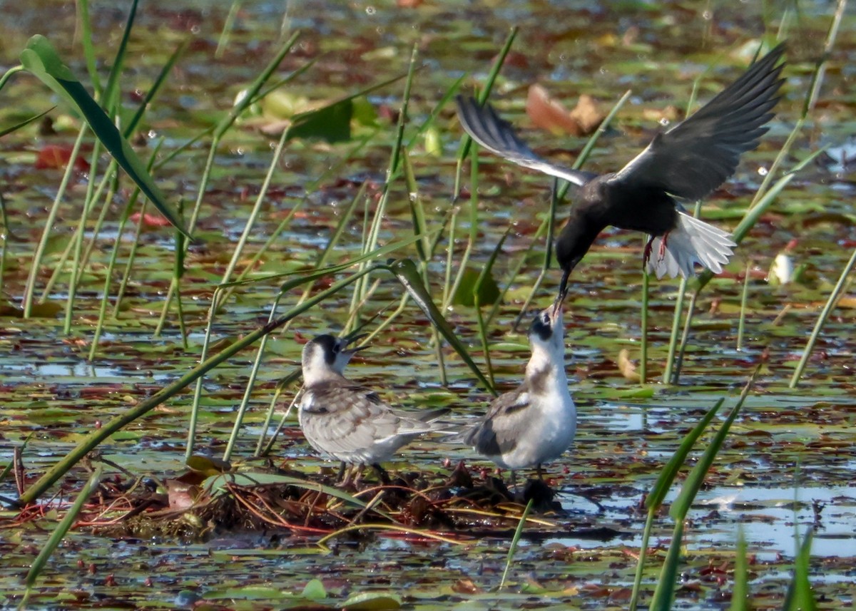 Black Tern - ML621869709