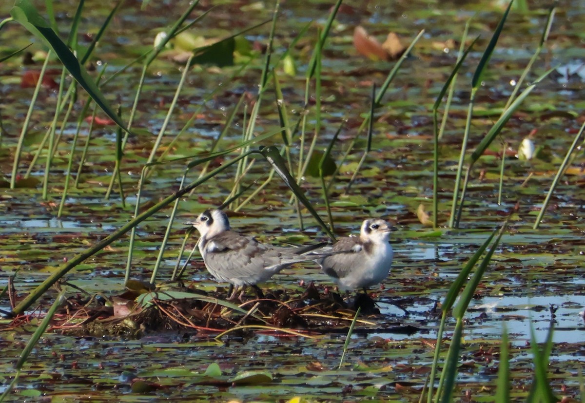 Black Tern - ML621869713