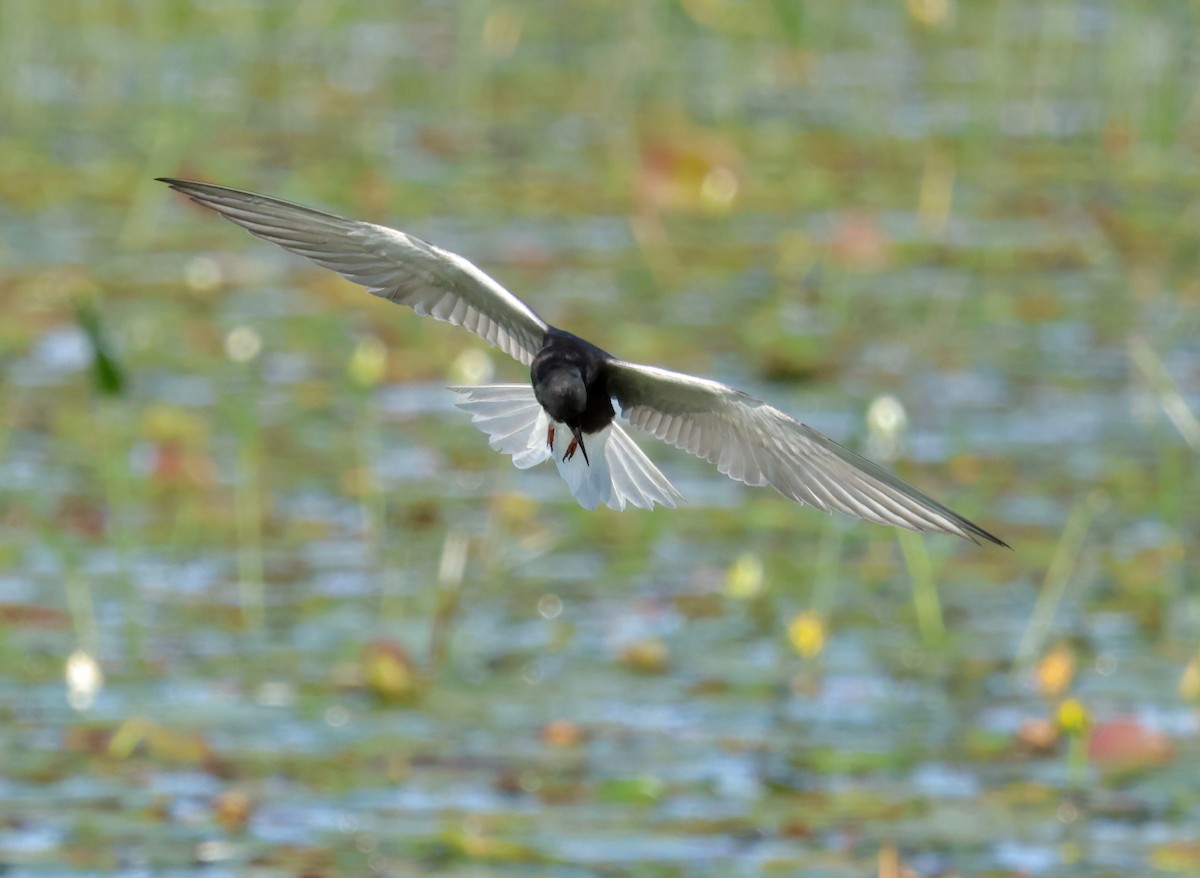 Black Tern - ML621869721