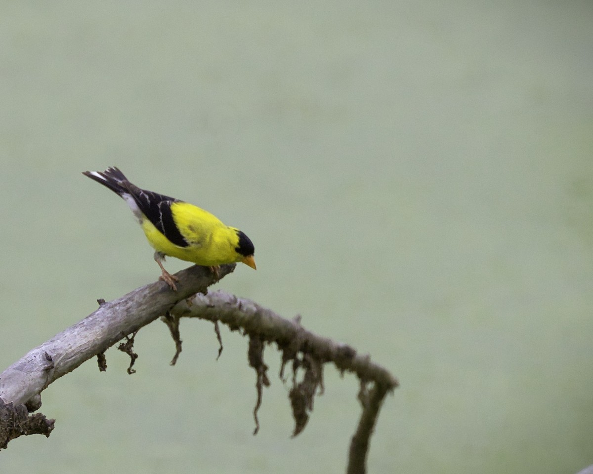 American Goldfinch - ML621869727