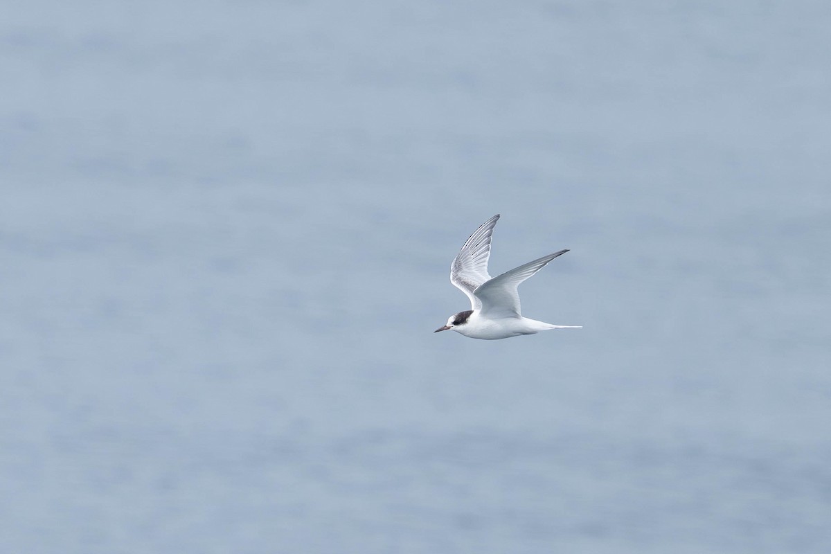 Arctic Tern - ML621869744