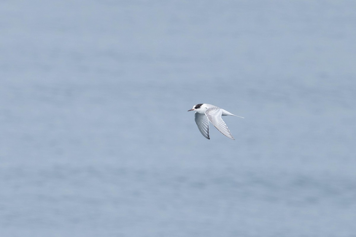 Arctic Tern - ML621869747