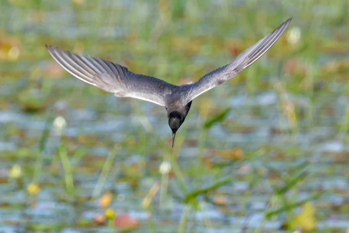 Black Tern - ML621869749