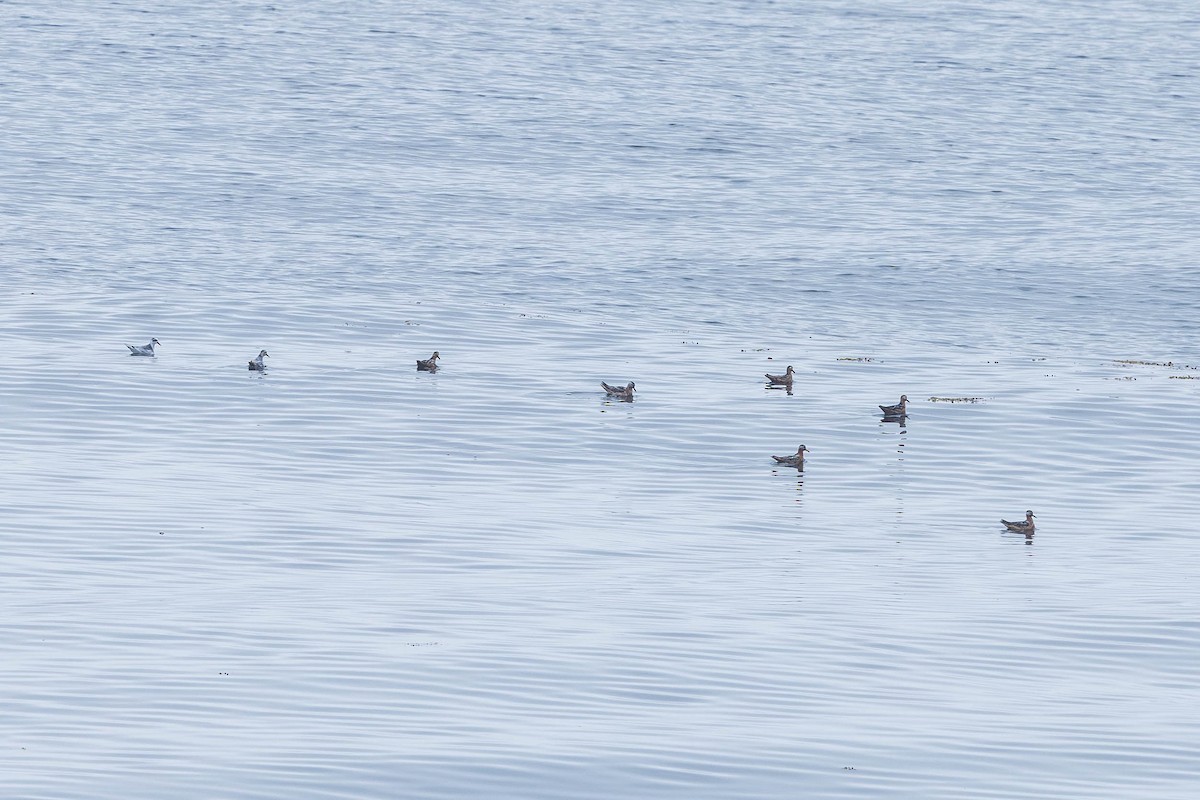 Red Phalarope - ML621869750