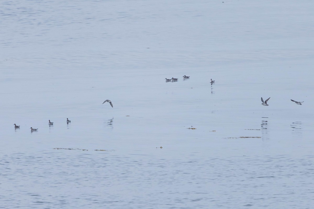 Red-necked Phalarope - ML621869752