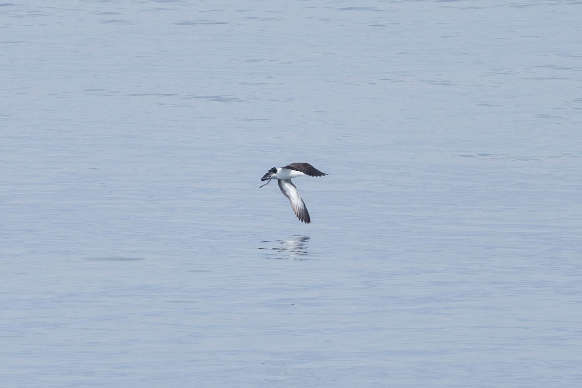 Manx Shearwater - ML621869756