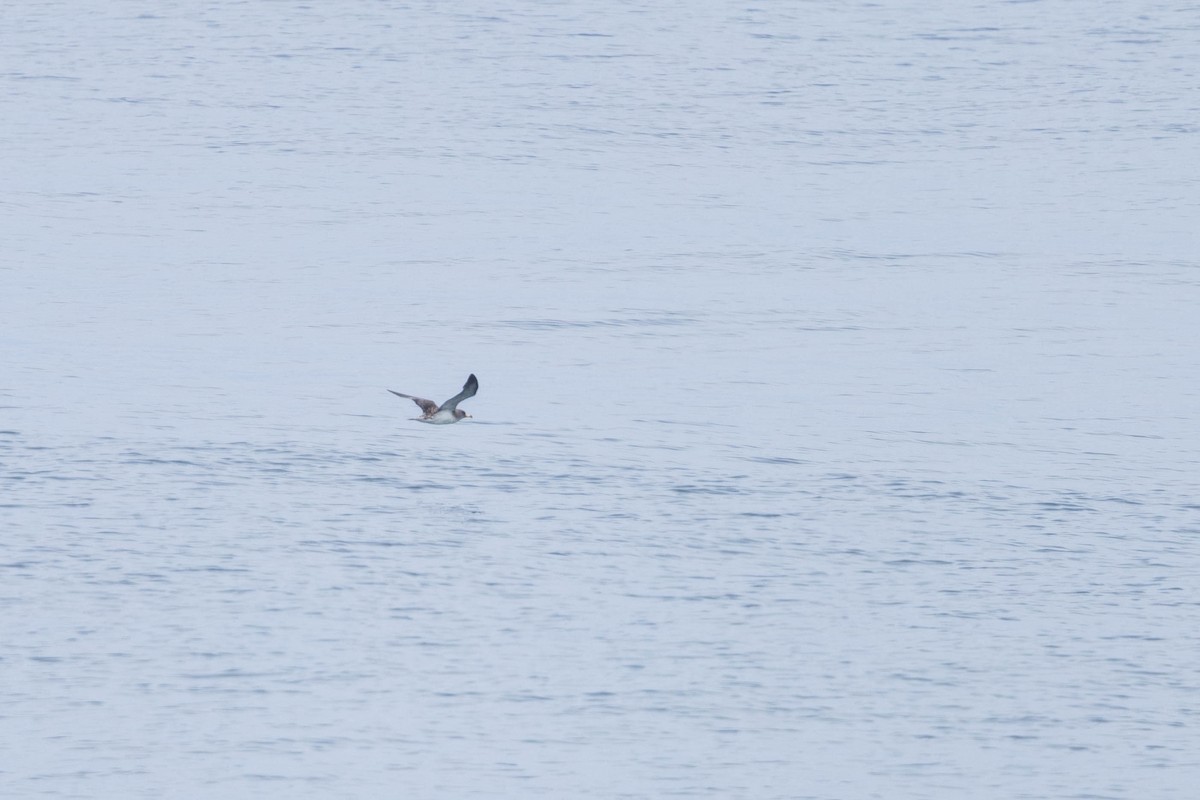 Cory's Shearwater (borealis) - ML621869788