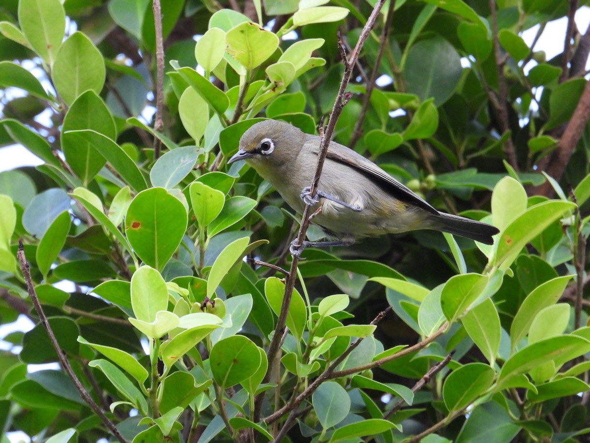 Cape White-eye - ML621869789