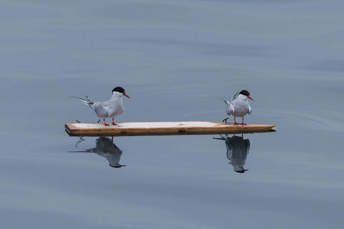 Arctic Tern - ML621869798