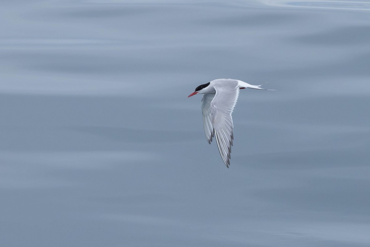 Arctic Tern - ML621869800