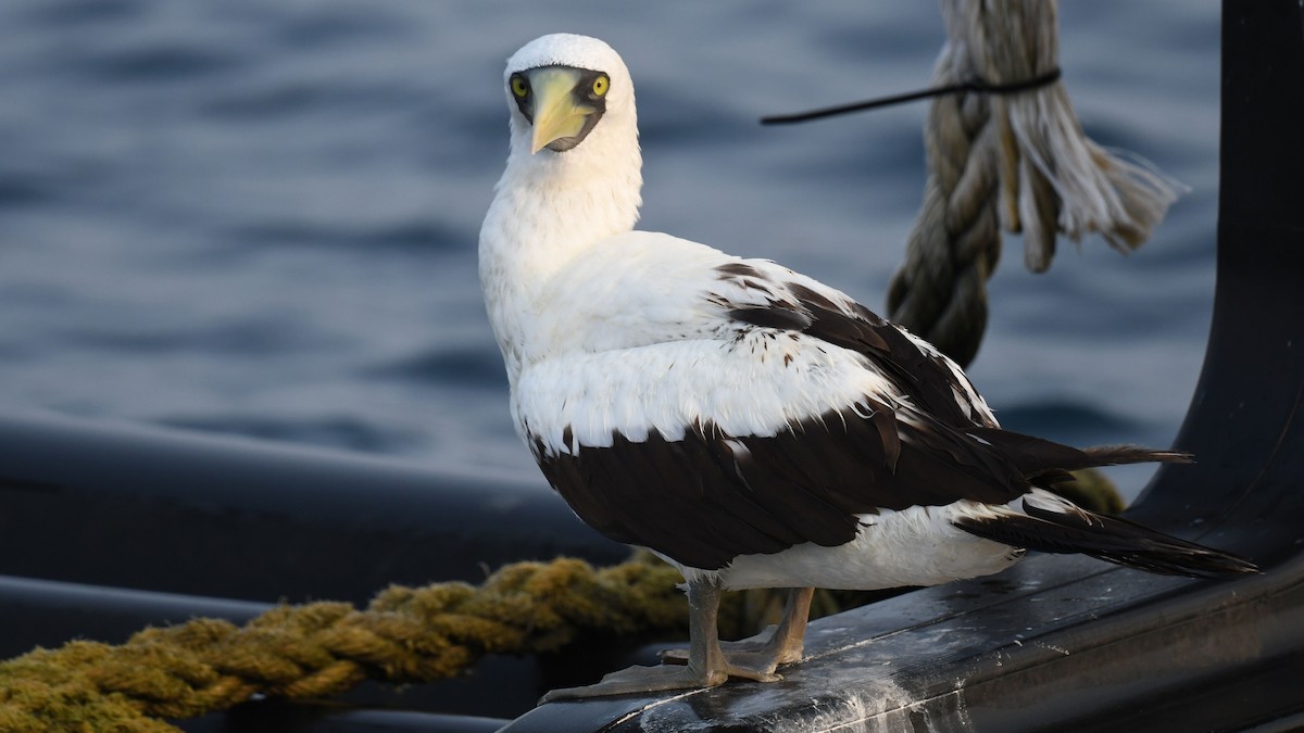 Masked Booby - ML621869818