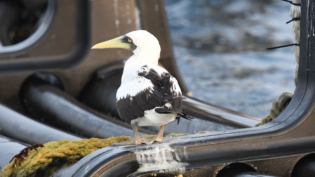 藍臉鰹鳥 - ML621869819