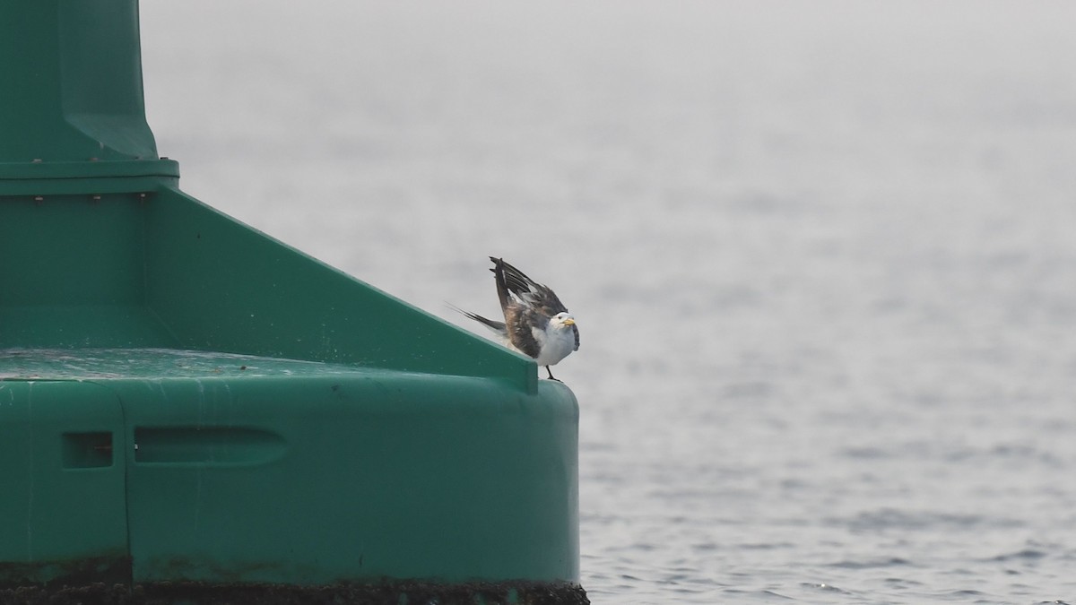 Gaviota Sombría (barabensis) - ML621869823