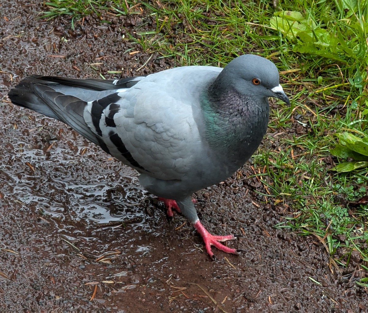 Rock Pigeon - ML621869828