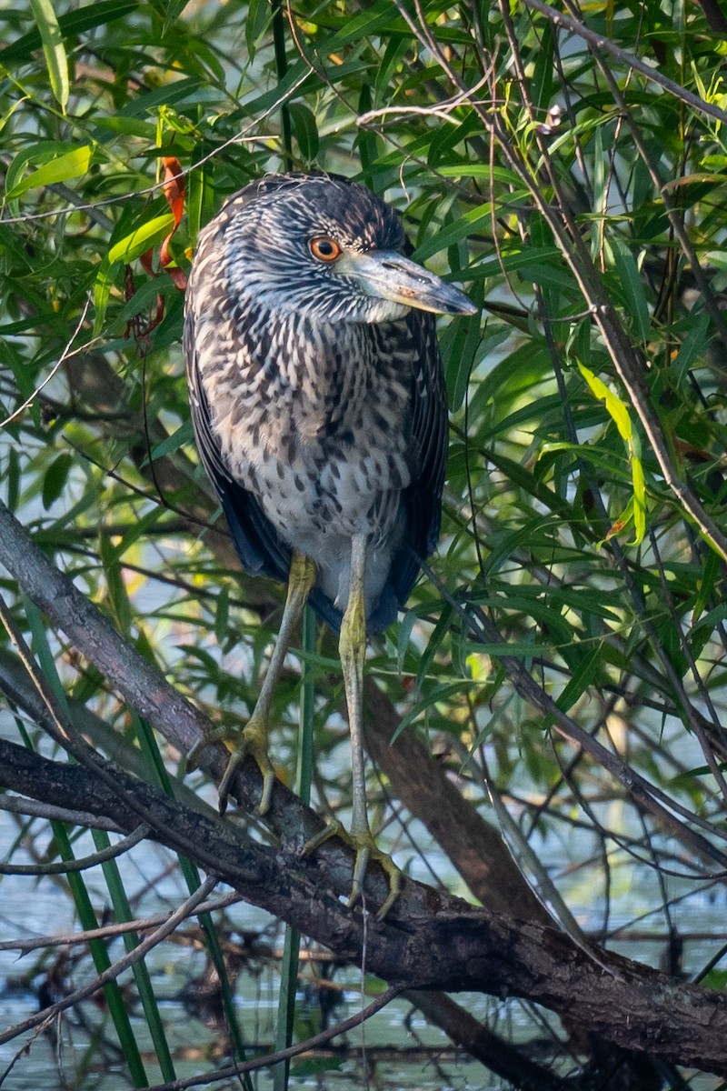 Yellow-crowned Night Heron - ML621869888