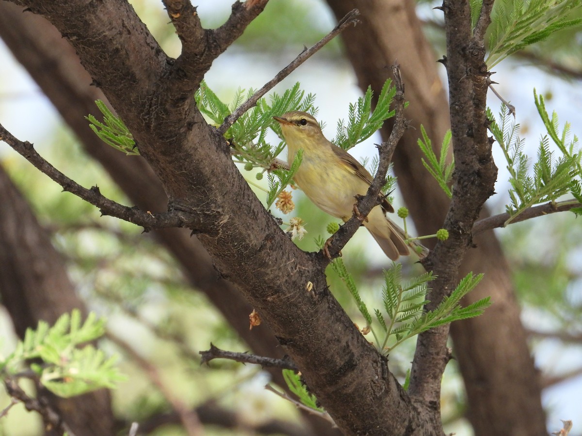 Willow Warbler - ML621869904