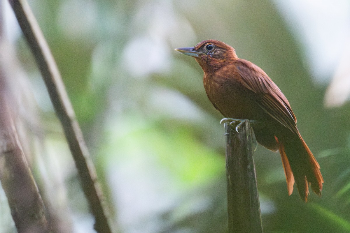 Peruvian Recurvebill - ML621869911