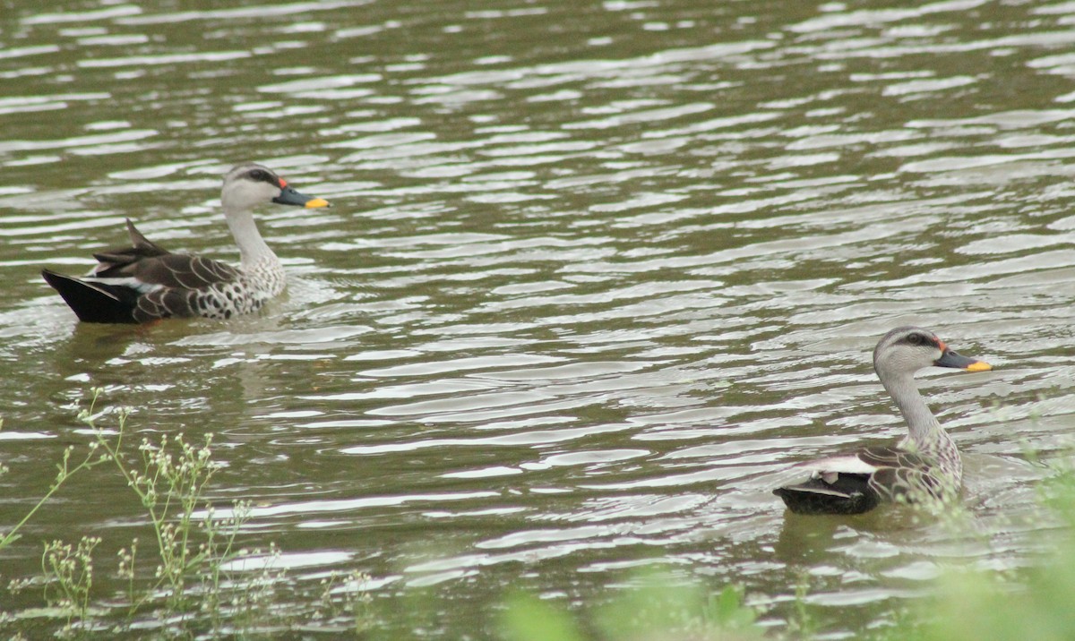 Indian Spot-billed Duck - ML621869920