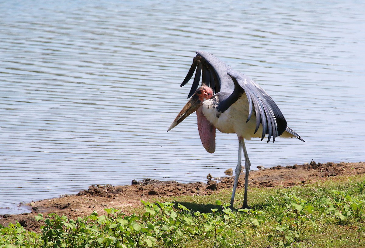 Marabou Stork - ML621869922