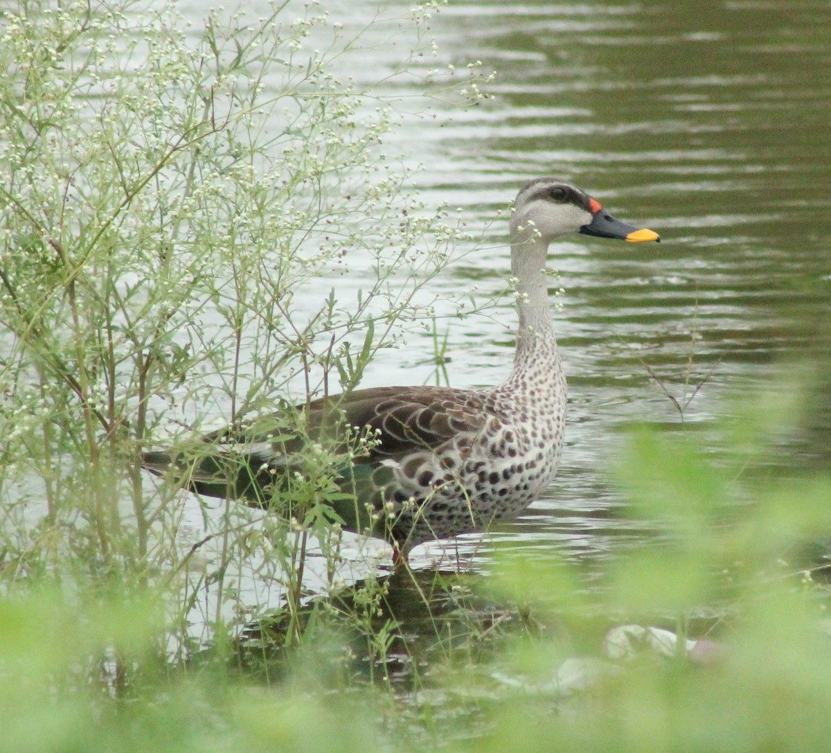 Indian Spot-billed Duck - ML621869923