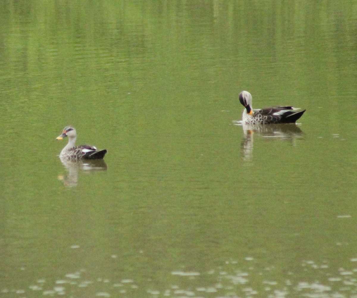 Indian Spot-billed Duck - Madhavi Babtiwale