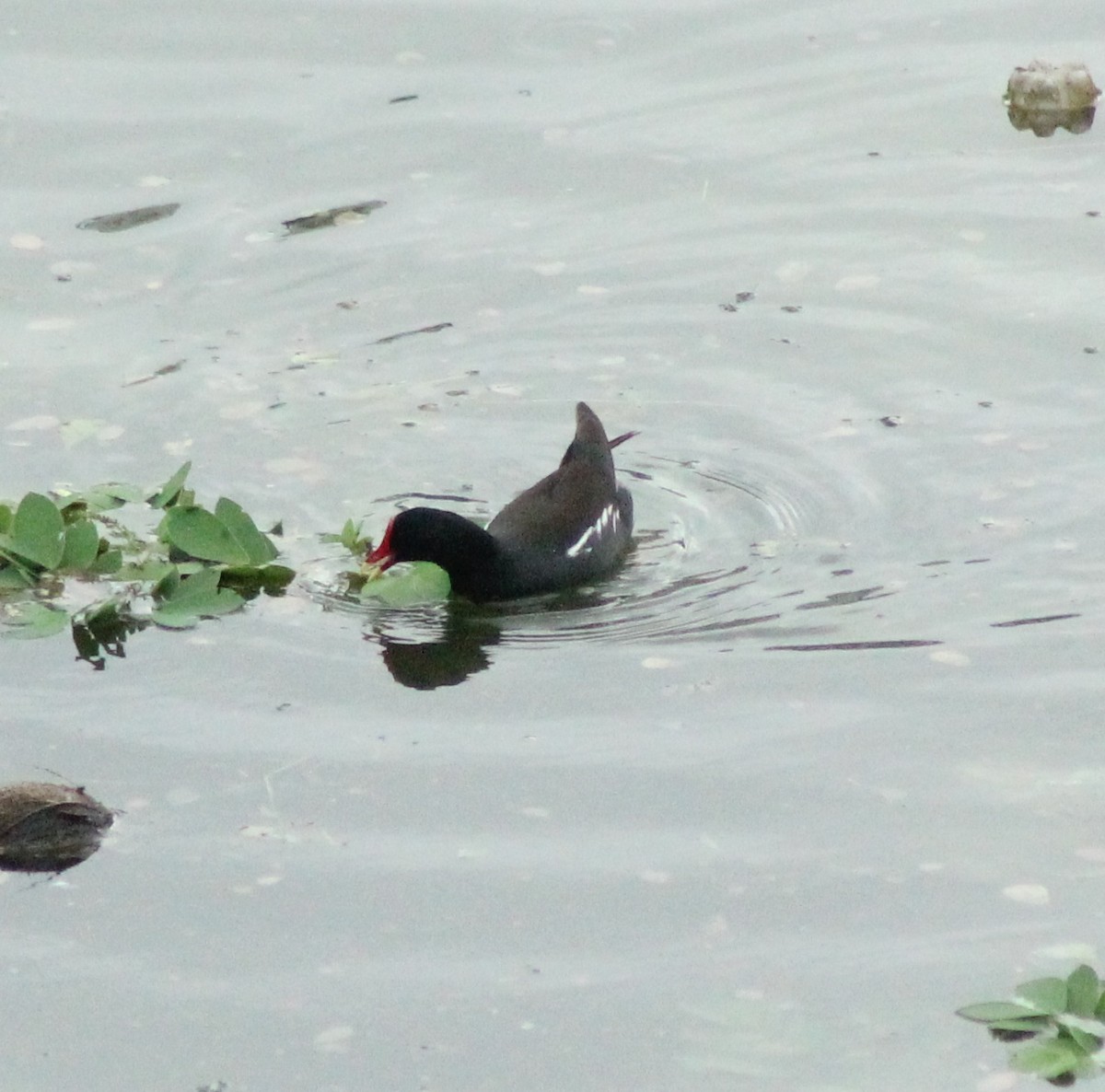 Eurasian Moorhen - ML621869929