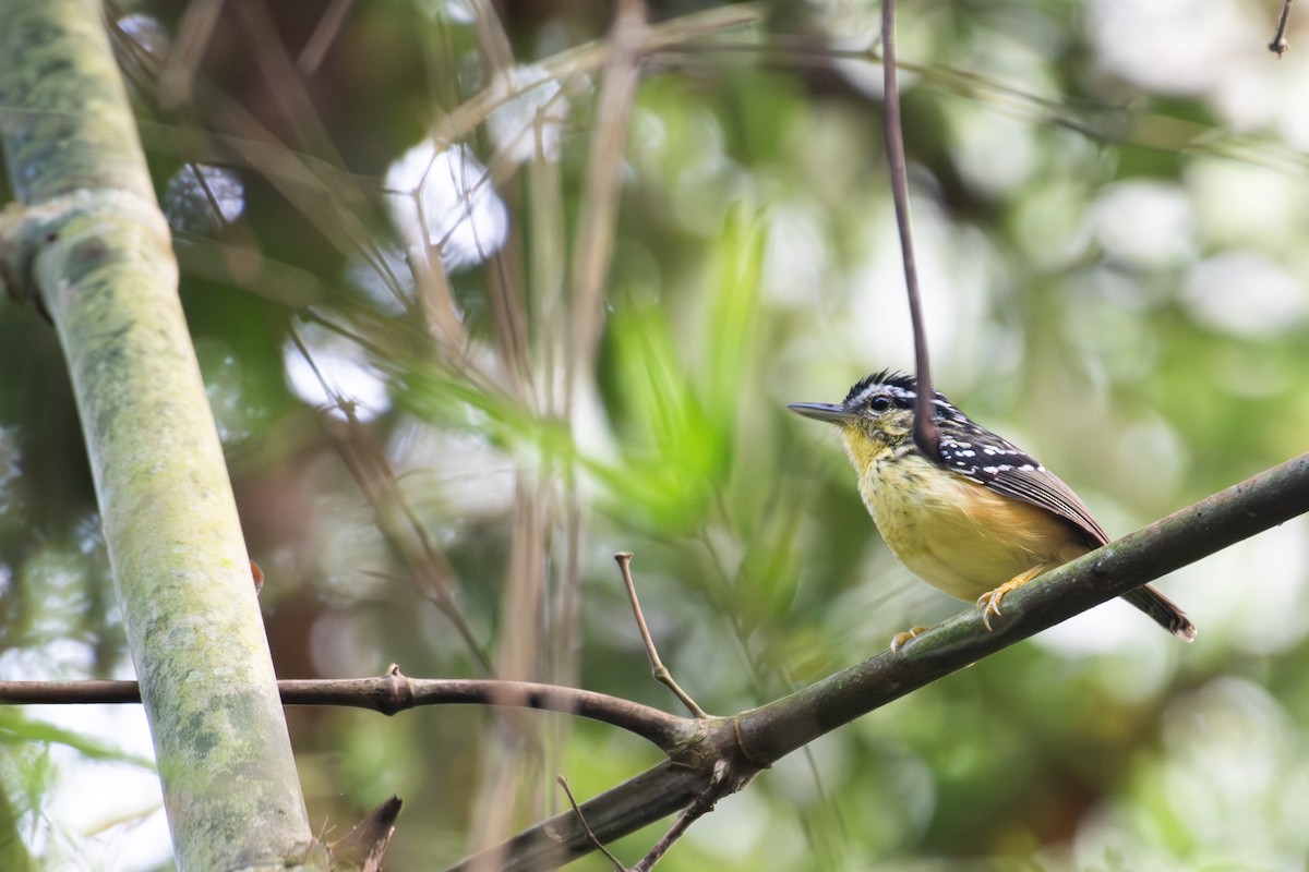 Yellow-breasted Warbling-Antbird - Rajan Rao