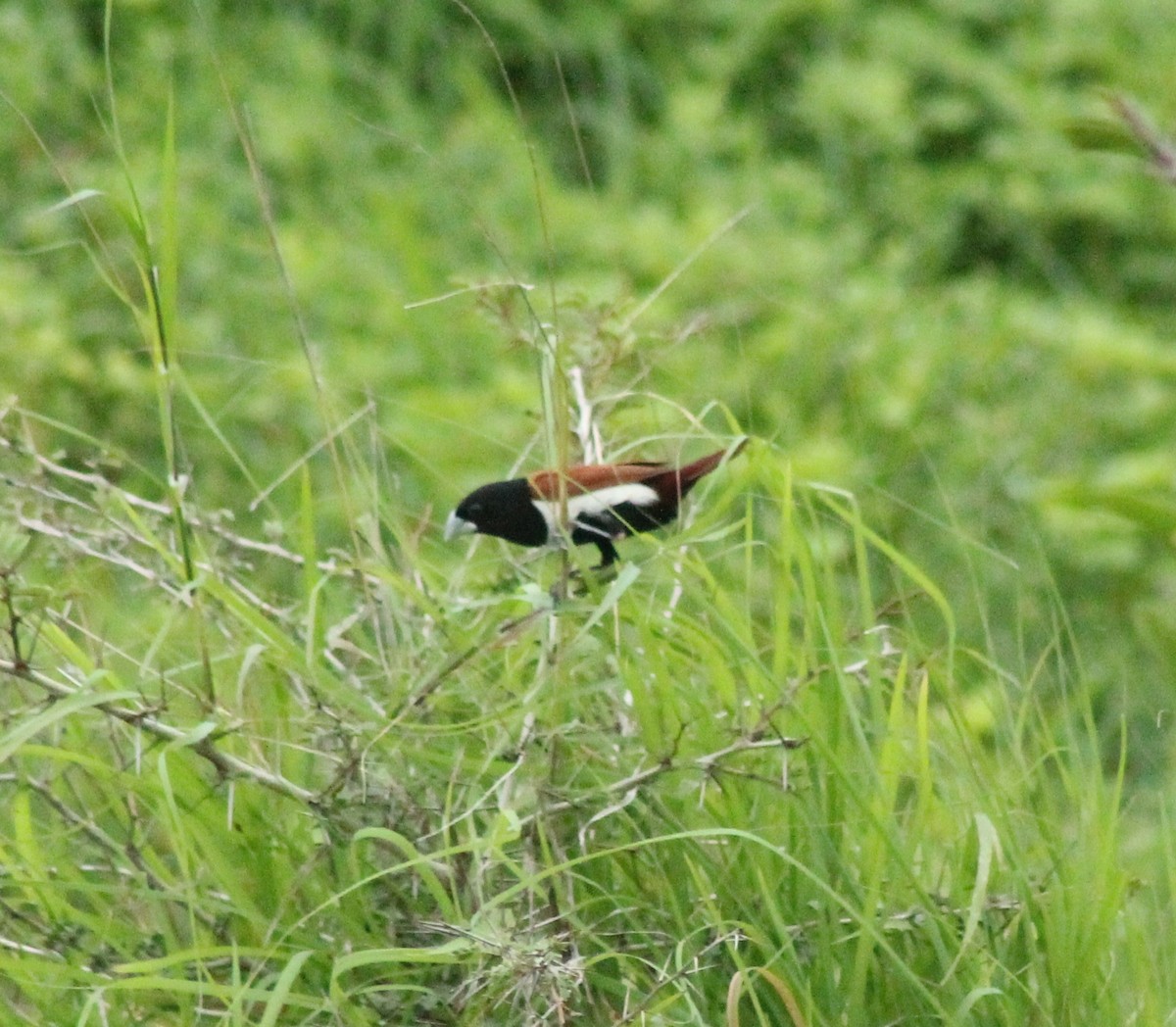 Tricolored Munia - ML621869960