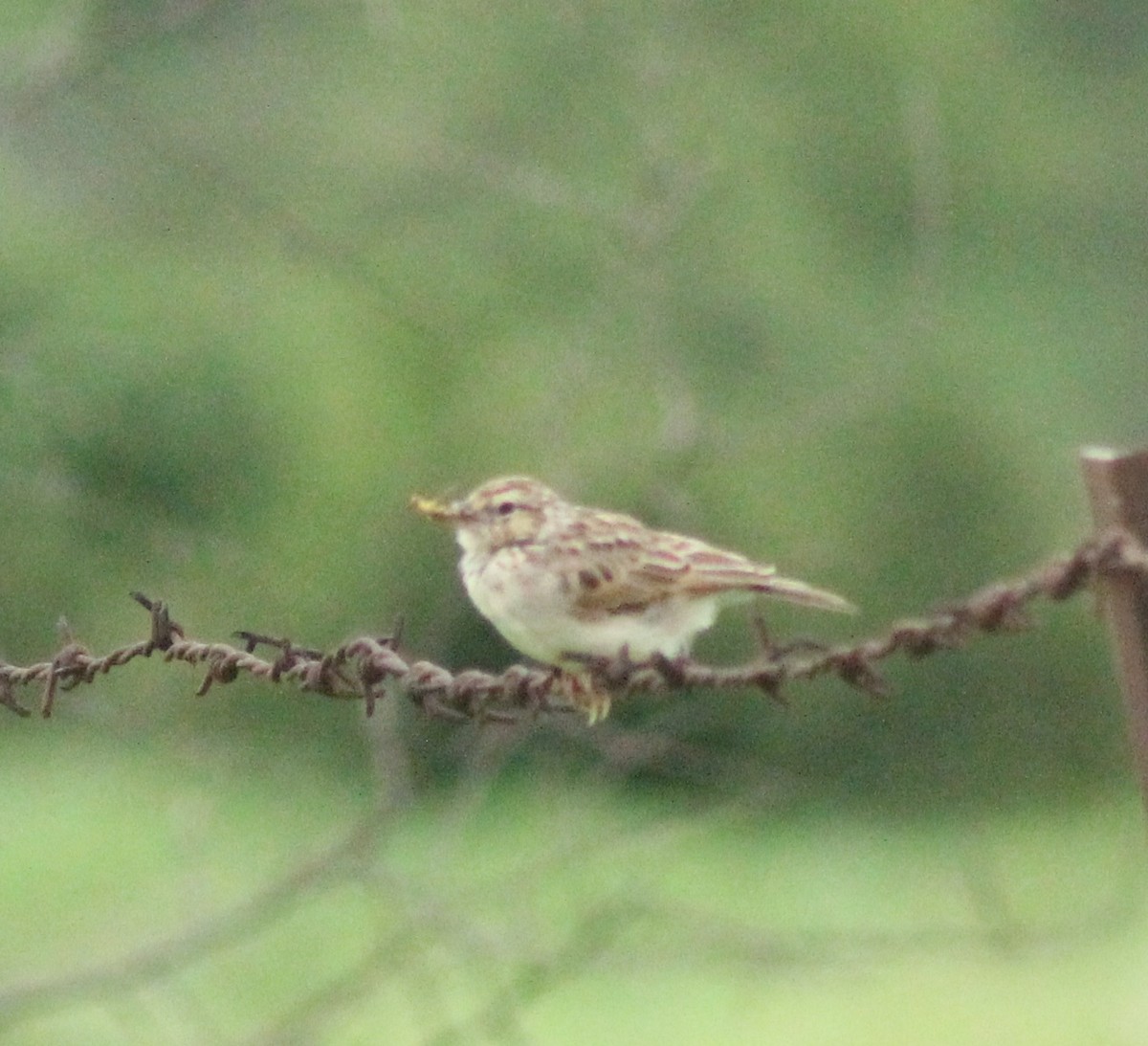 Indian Bushlark - ML621869997