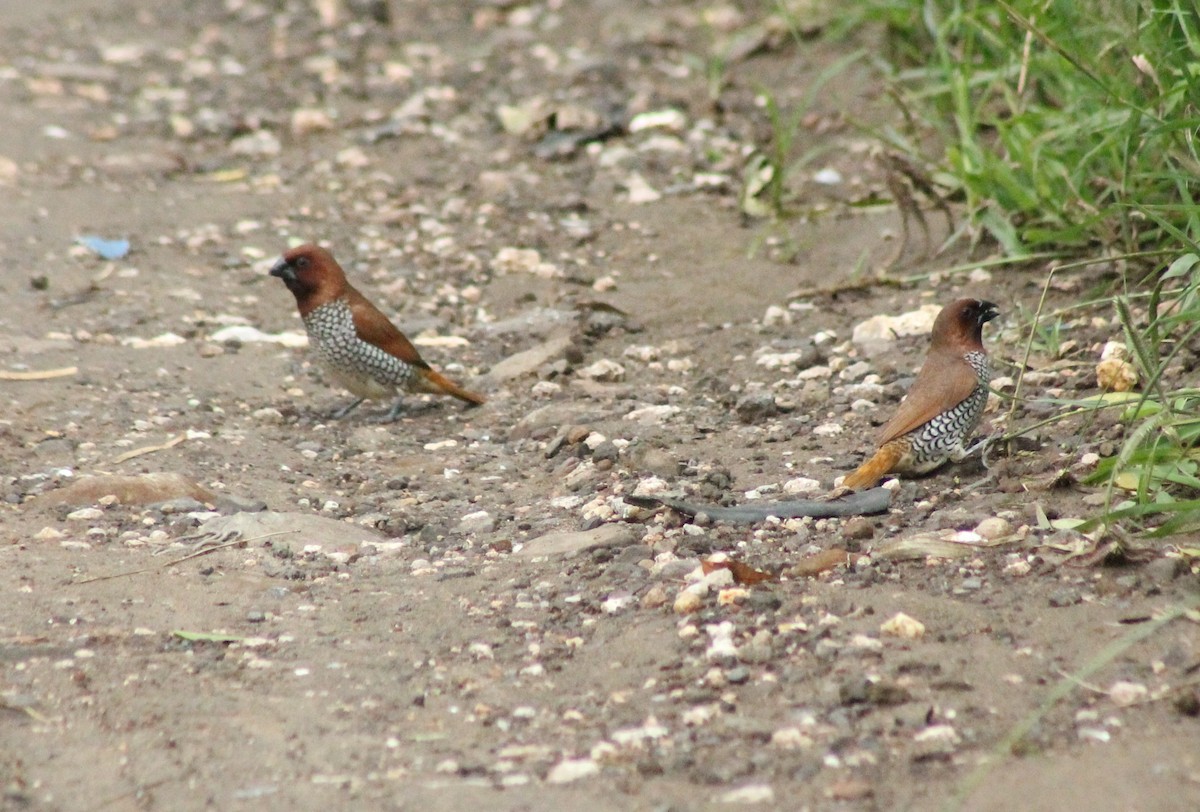 Scaly-breasted Munia - ML621870008