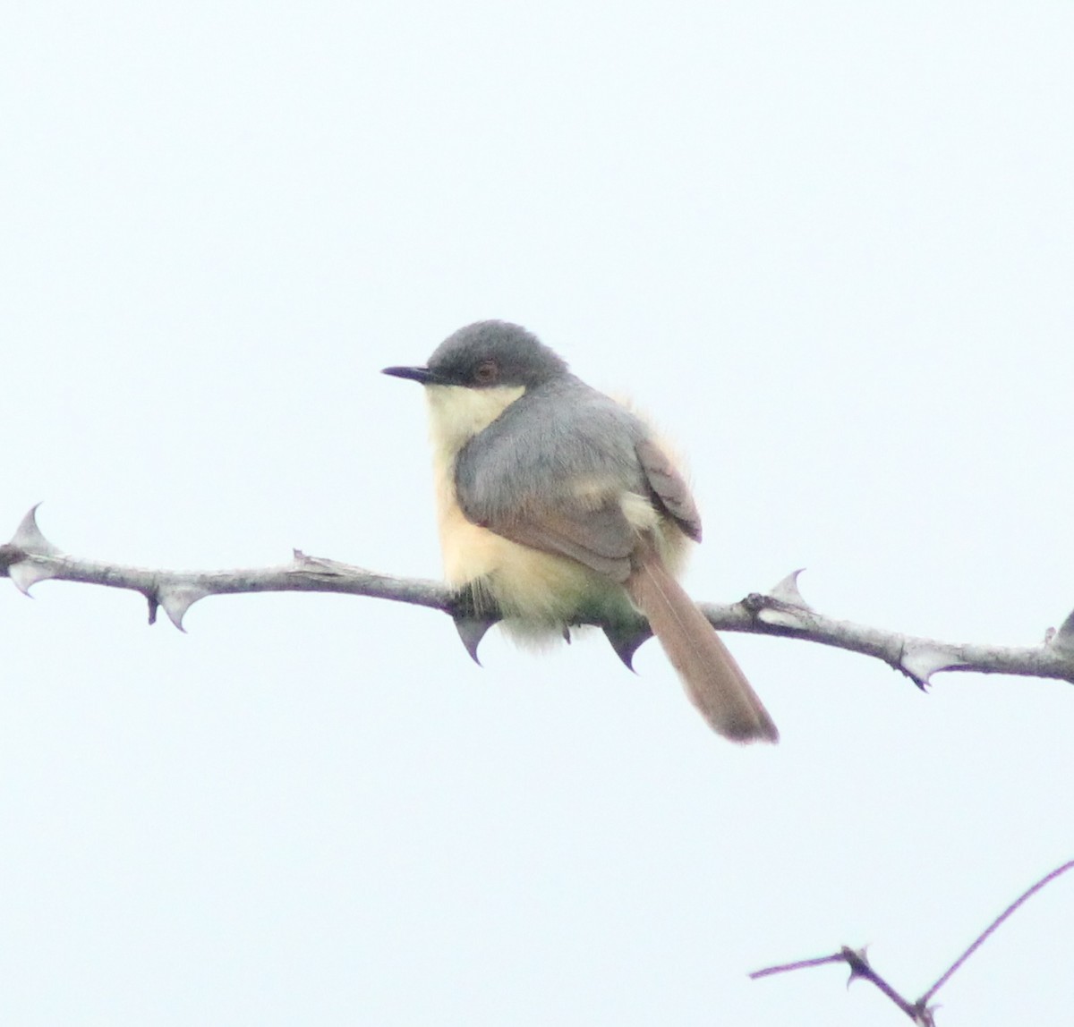 Ashy Prinia - ML621870016