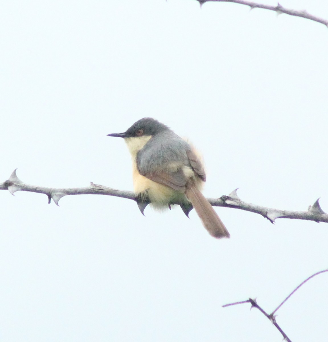 Ashy Prinia - ML621870020