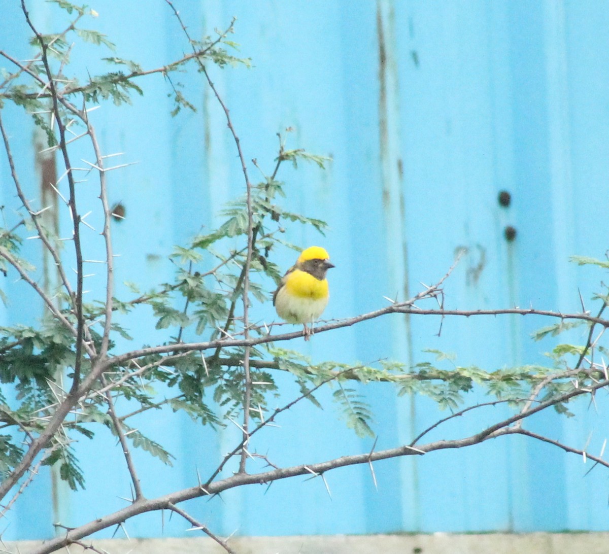 Baya Weaver - ML621870063