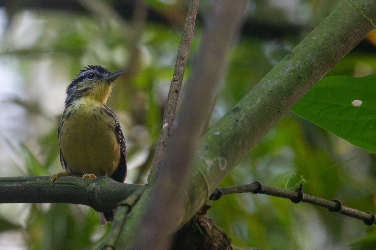 Yellow-breasted Warbling-Antbird - ML621870064