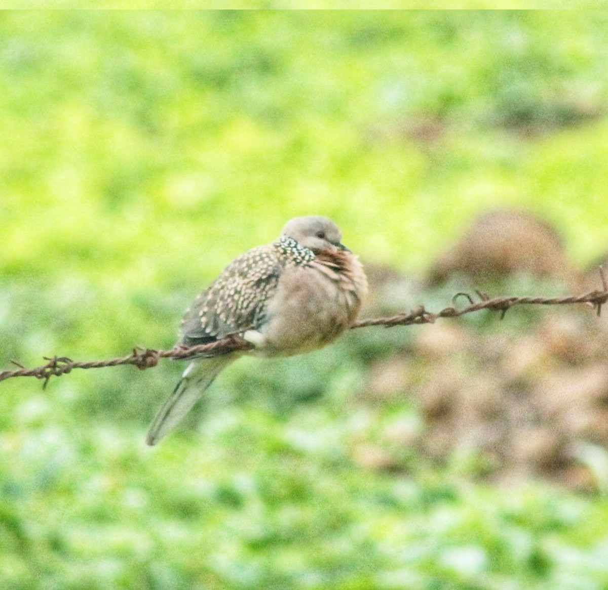 Spotted Dove - ML621870075
