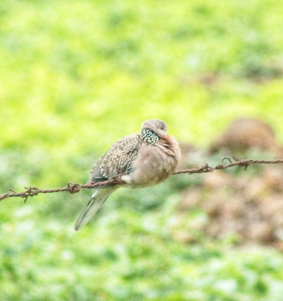 Spotted Dove - ML621870078