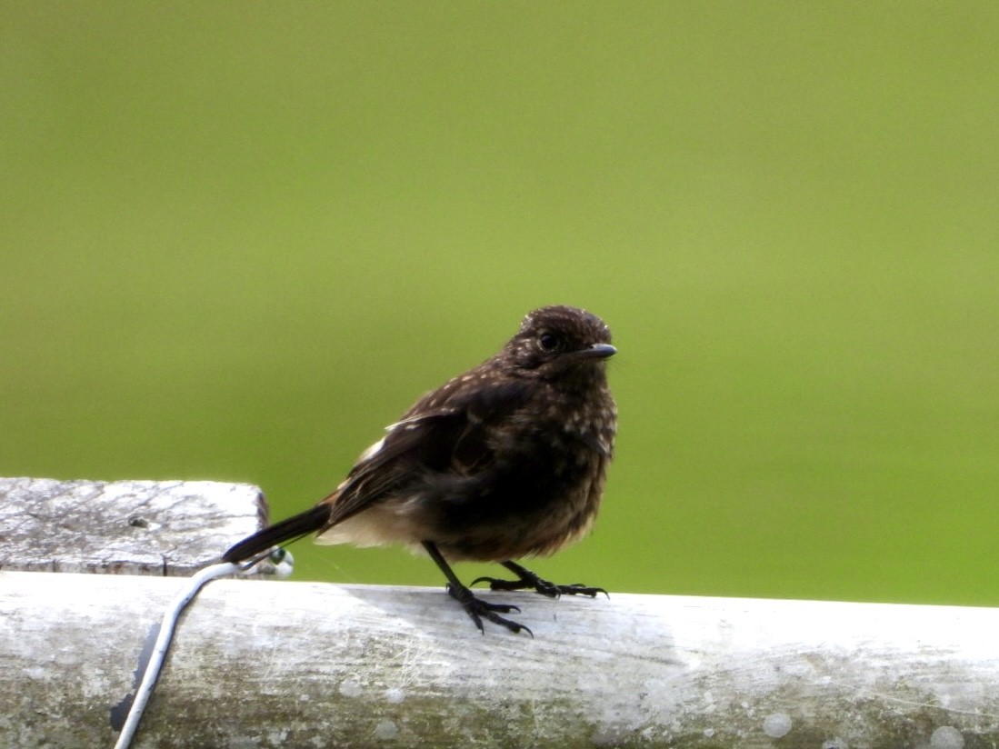 Pied Bushchat - Monika Czupryna